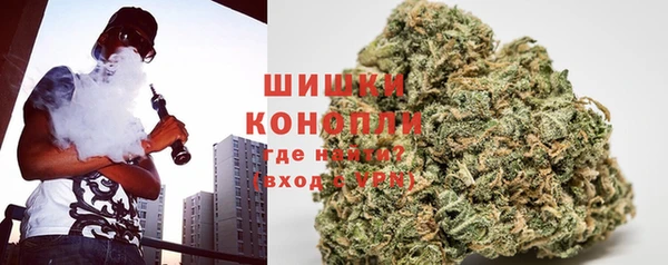 сатива Новозыбков